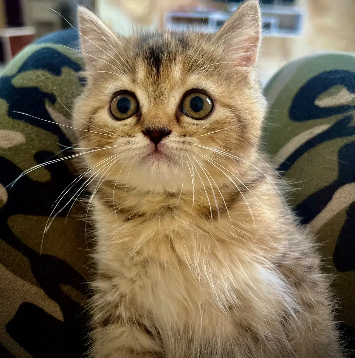 فروش گربه پرشین اسکاتیش|گربه|بندرعباس, |دیوار