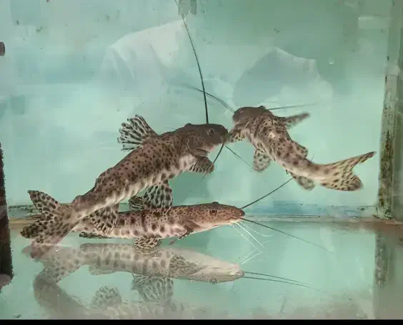 ماهی شاول نویز ( دراگون خاص ) اکواریوم مانستر|ماهی|شیراز, غدیر شمالی|دیوار