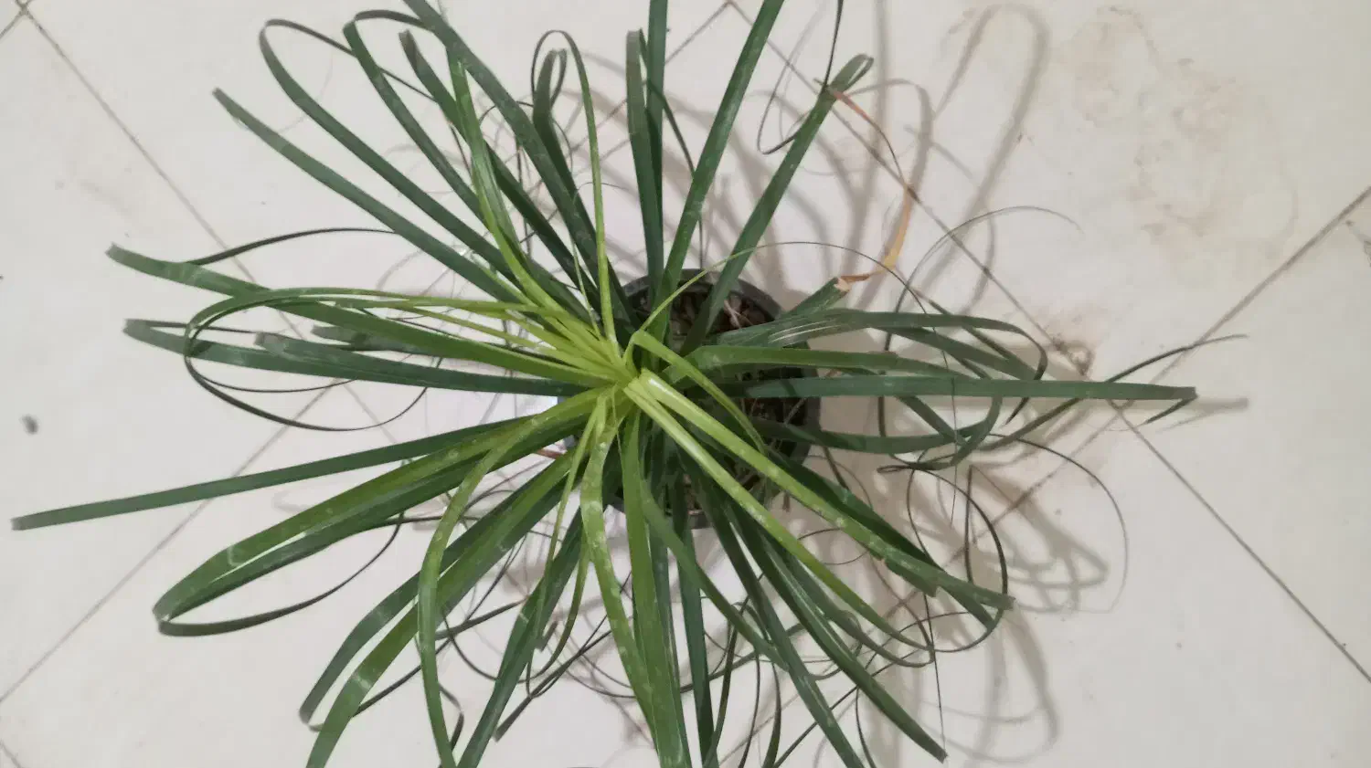 گل با قیمت عالی|گل و گیاه طبیعی|اصفهان, باتون|دیوار