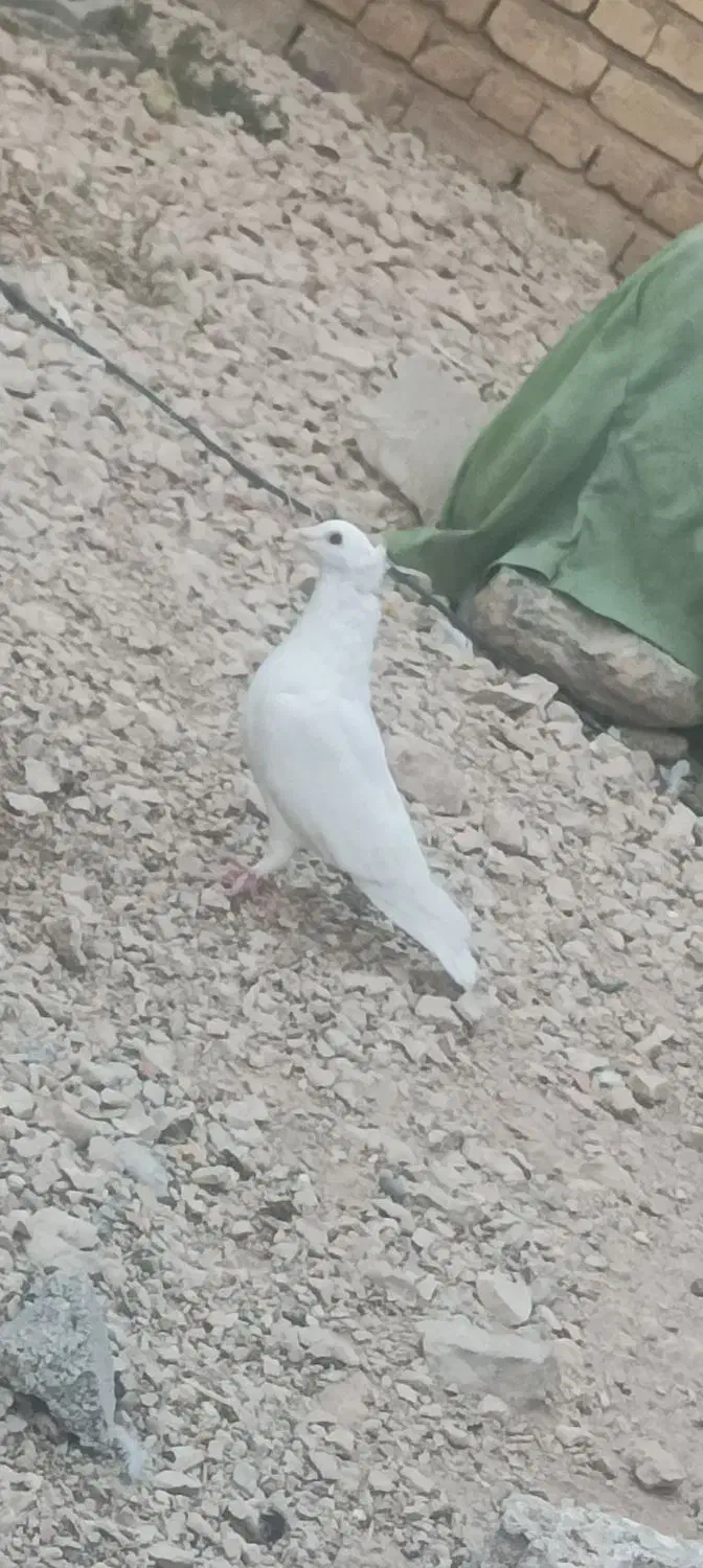 پلاکی کاکل|پرنده|مرودشت, مجد آباد|دیوار