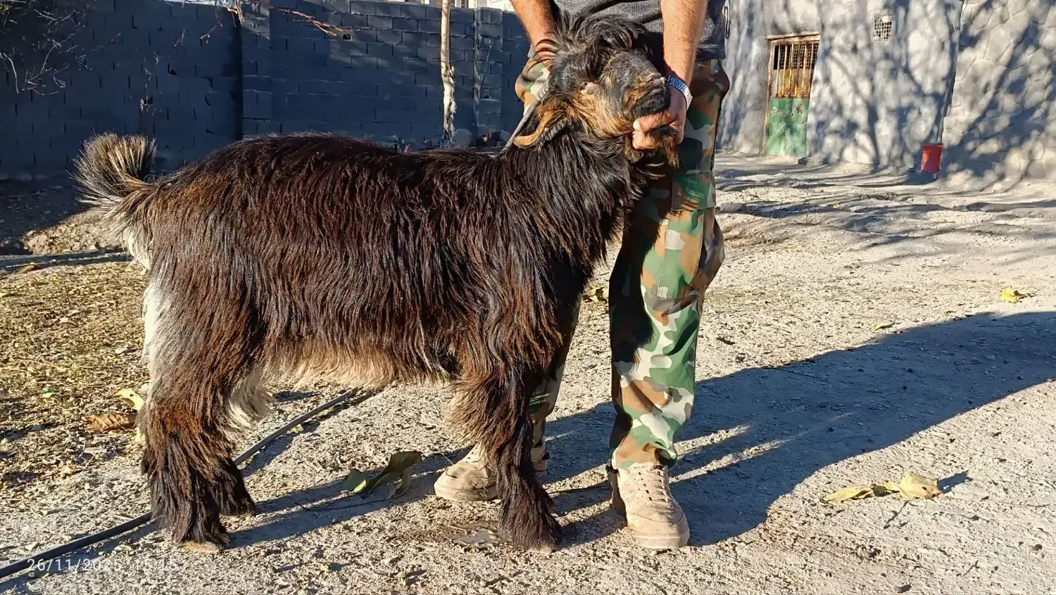 بز نر اصیل بختیاری شهرکردی مولد|حیوانات مزرعه|شیروان (خراسان), |دیوار