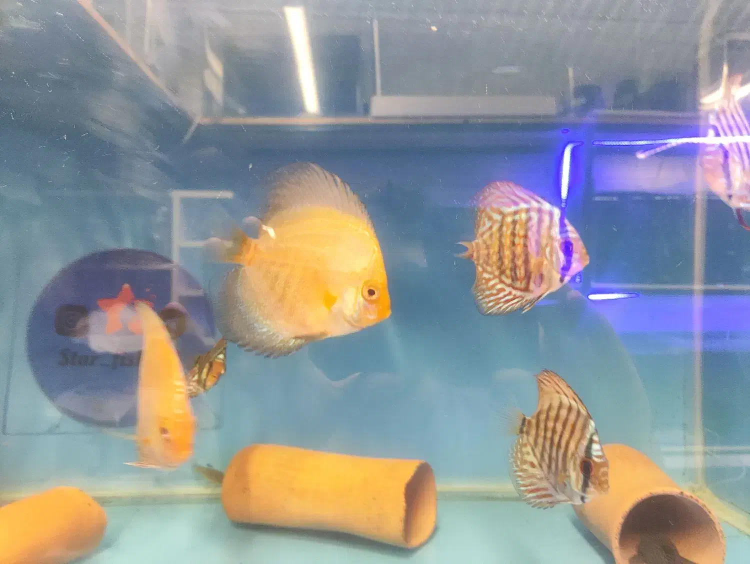 دیسکس حدود سه و سه نیم اینچ|ماهی|مشهد, فاطمیه|دیوار