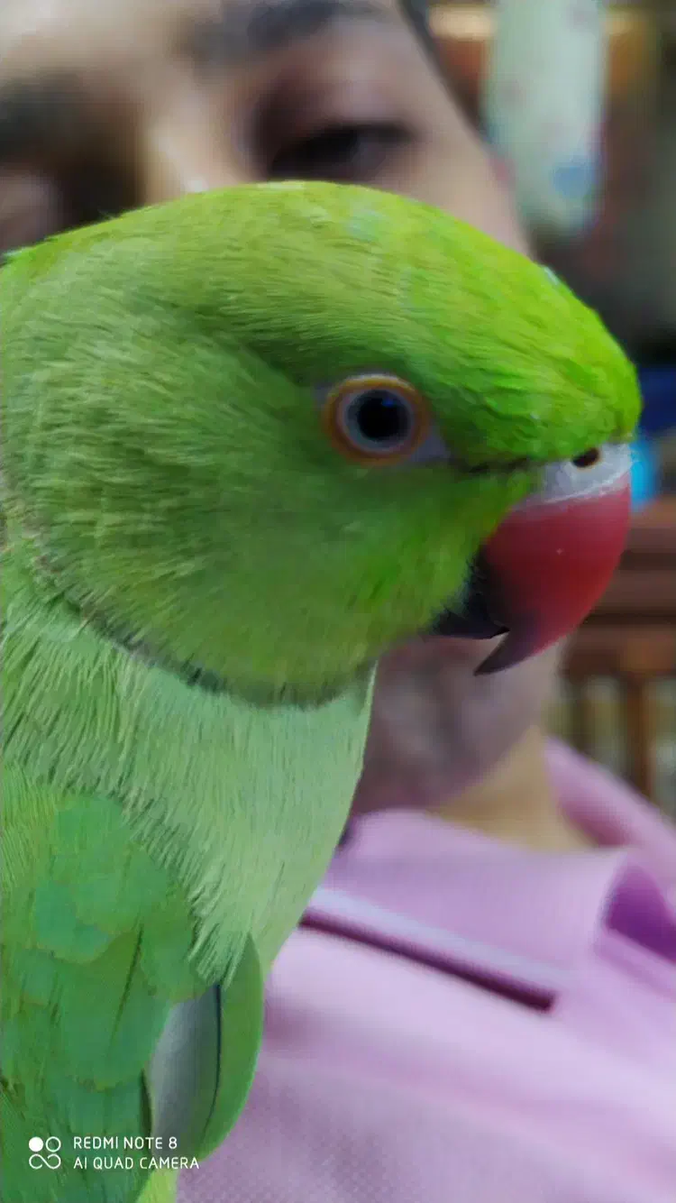 طوطی ملنگو نر گمشده|حیوانات|تهران, جوادیه|دیوار