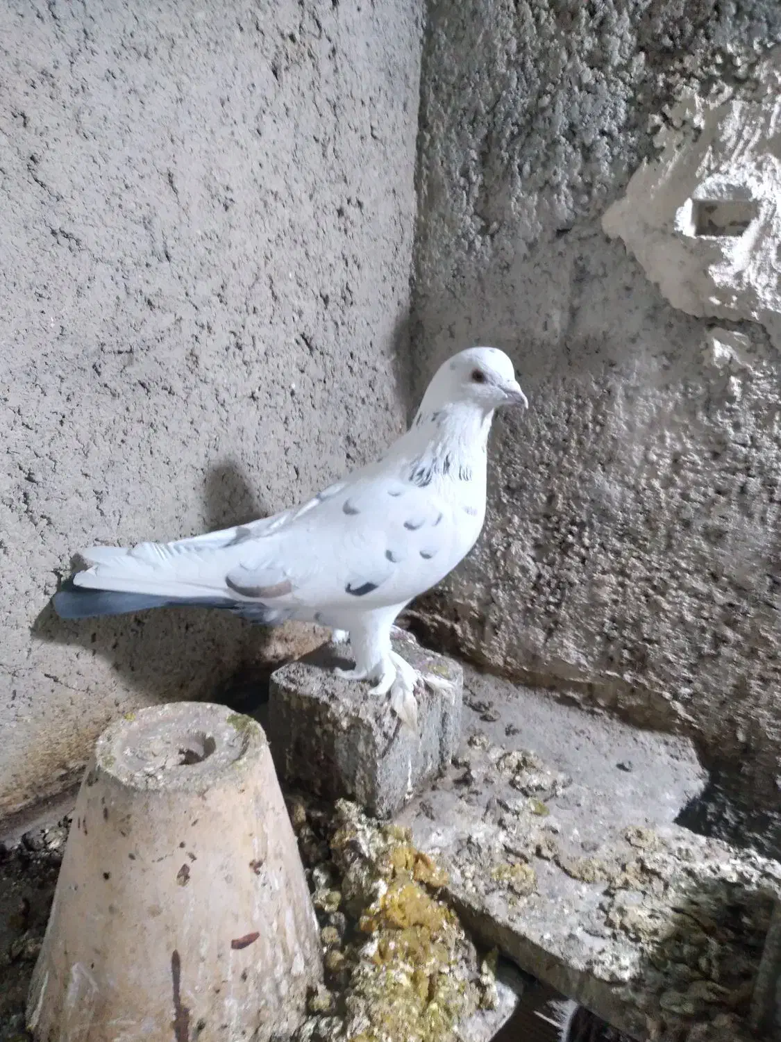 کبوتررنگی|پرنده|صوفیان, |دیوار