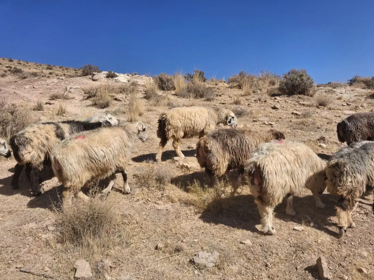 شیشک و میش|حیوانات مزرعه|شیراز, احمدآباد|دیوار