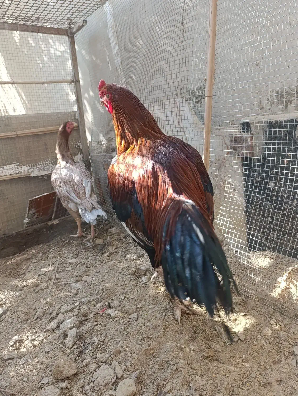 مرغ وخروس دونگ بالا|حیوانات مزرعه|سراوان, |دیوار