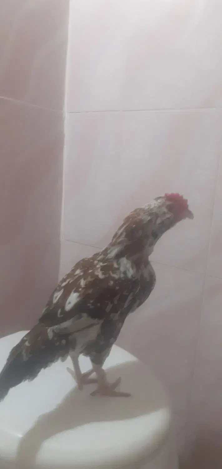 خروس گلین صحیح وسالم|حیوانات مزرعه|تهران, کیانشهر|دیوار