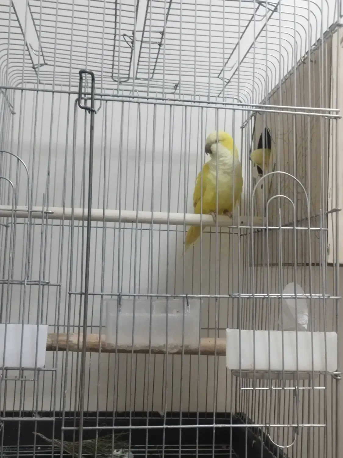 ۳جفت راهب مولد دم تخم|پرنده|کرج, شاهین‌ویلا|دیوار