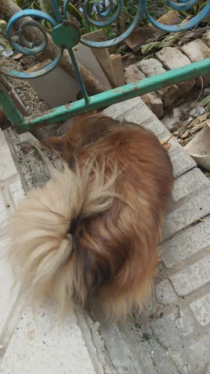 پامر خرسی|سگ|هشتگرد, شهرک ولیعصر (مصلی)|دیوار