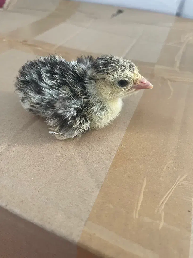 جوجه بوقلمون  برنز نژاد درشت کرج شو|حیوانات مزرعه|بابل, |دیوار