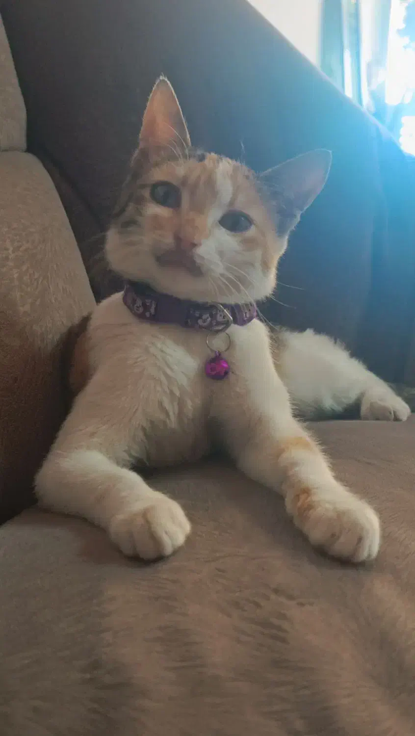 گربه گمشده|حیوانات|لنگرود, |دیوار