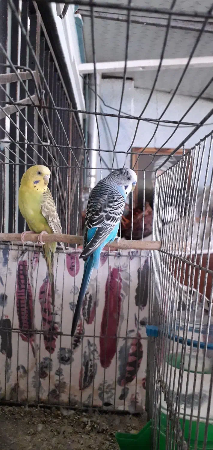 یک جفت مرغ عشق بالغ وتخم گذار باقفس به فروش میرسد|پرنده|فردیس, فردیس|دیوار