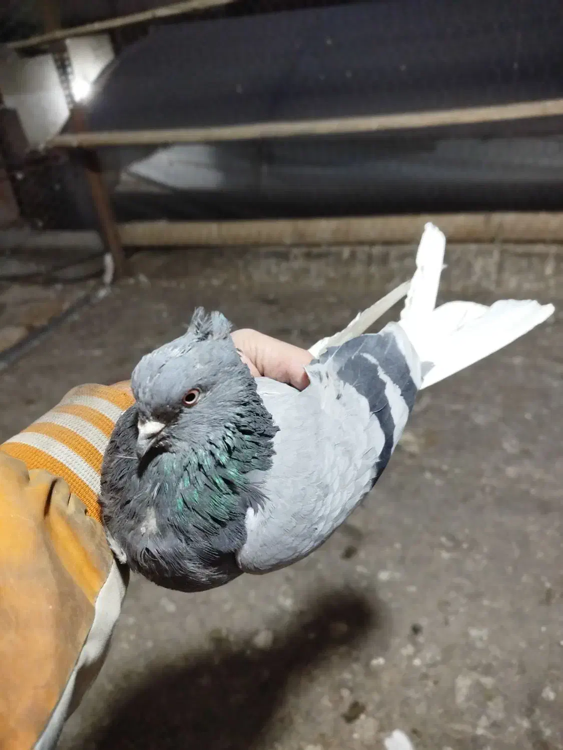 1عددماده|پرنده|پاکدشت, خاتون آباد|دیوار