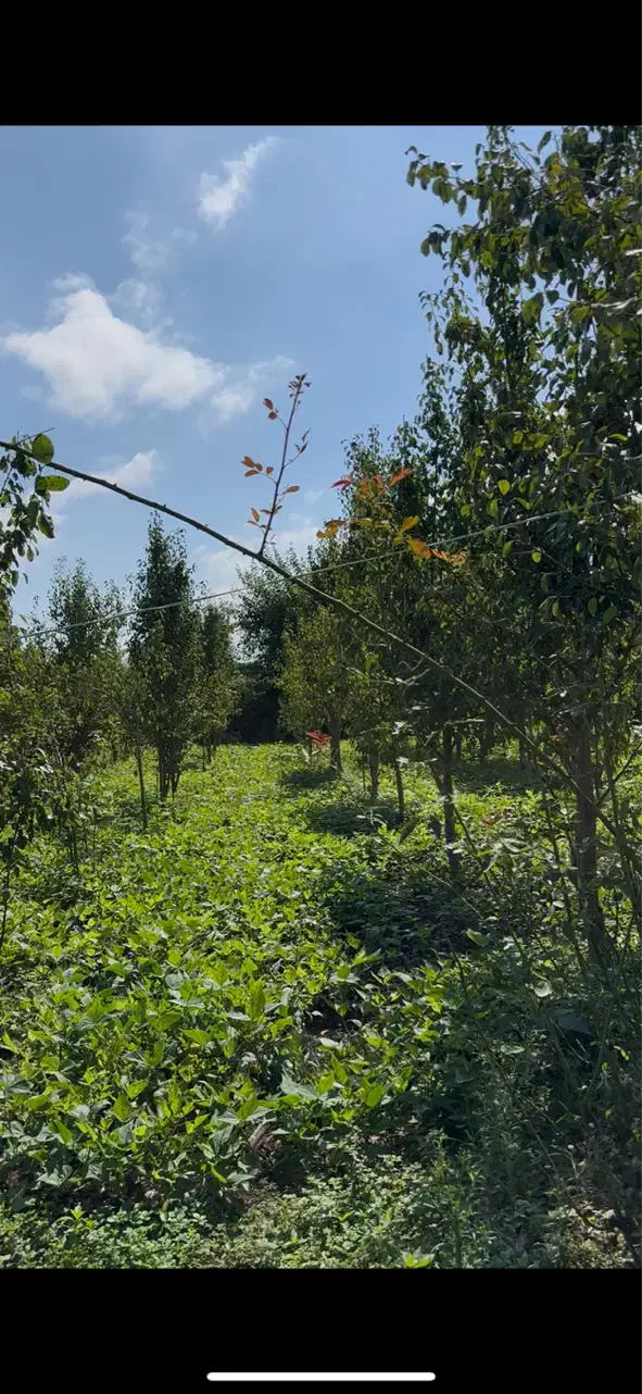 فروش فوری1700متر خانه و محوطه در لیسار|فروش خانه و ویلا|لیسار, |دیوار