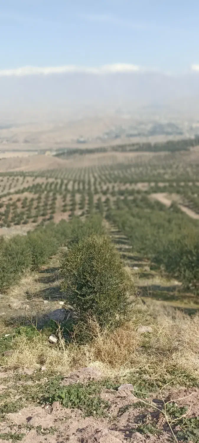 کارگر زیتون چینی در شهر لوشان|استخدام سرایداری و نظافت|لوشان, |دیوار