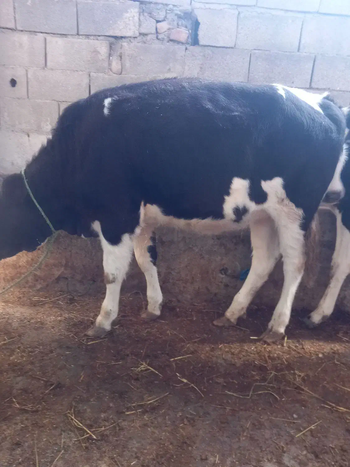 گوساله|حیوانات مزرعه|گرگان, |دیوار