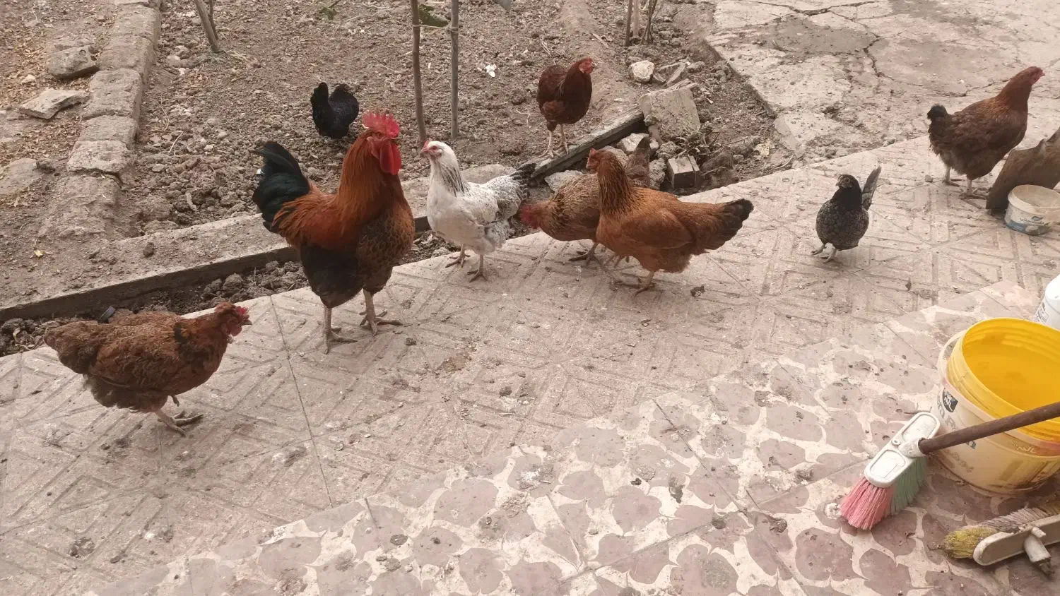 خروس ومرغ طبیعی تخم گذار|حیوانات مزرعه|پارسآباد, |دیوار