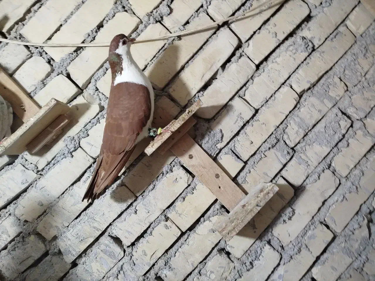 سه عدد پرنده دوری|پرنده|اهواز, آریاشهر|دیوار