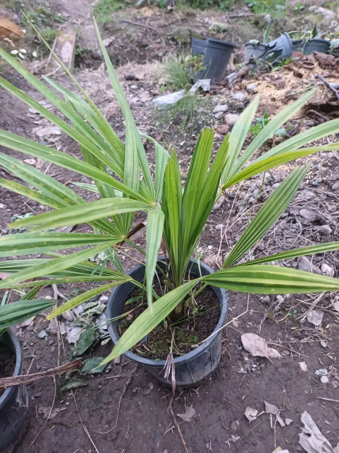 پالم دوساله ریشه‌ پر تعداد حدود ۲۰۰ گلدان|گل و گیاه طبیعی|کلاچای, |دیوار