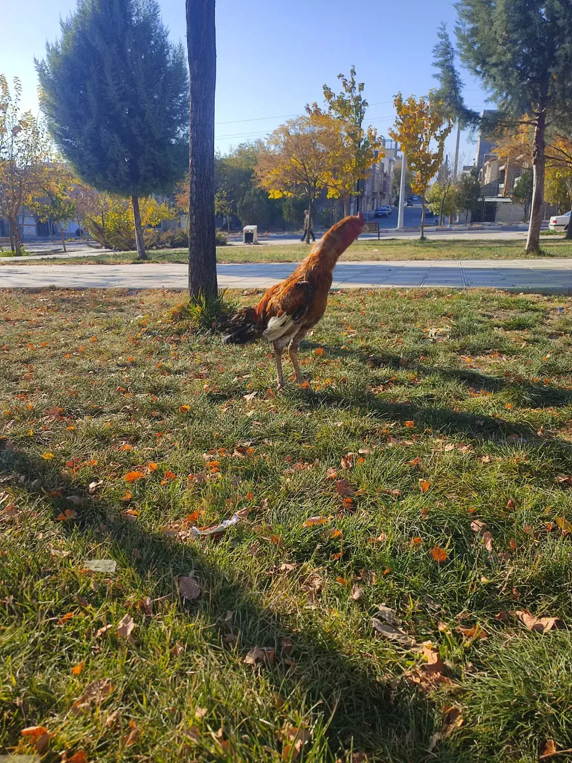 خروس لاری|حیوانات مزرعه|صحنه, |دیوار