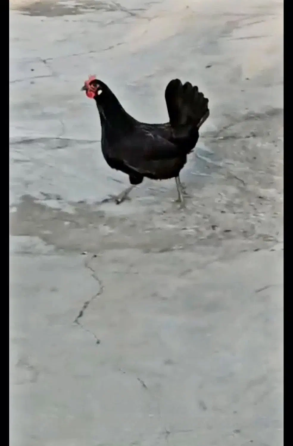 مرغ وخروس لری عشایری|حیوانات مزرعه|قشلاق دشت, |دیوار