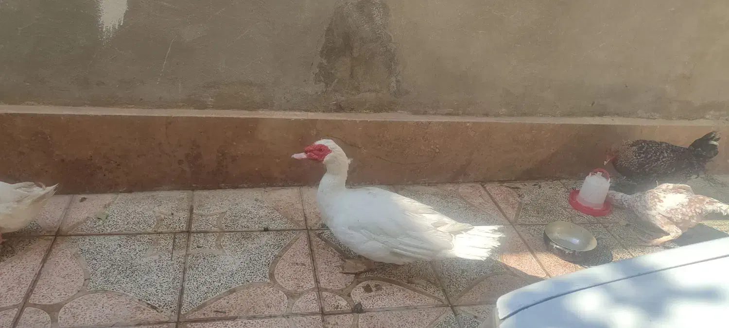 اردک|حیوانات مزرعه|کرج, شهرک امیر المومنین|دیوار