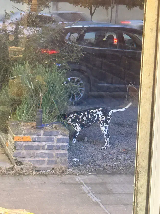 سگ دالمیشن|سگ|تهران, سوهانک|دیوار