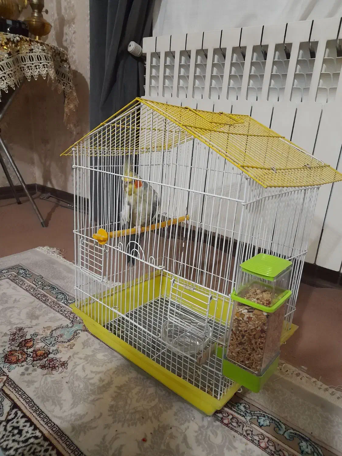 عروس هلندی نر|پرنده|شاهدشهر, |دیوار