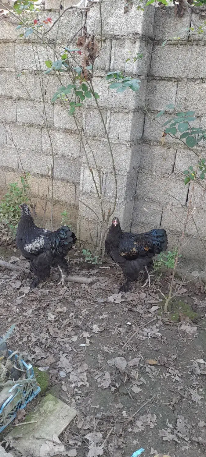 نیمچه خروس برهما|حیوانات مزرعه|طاهرگوراب, |دیوار