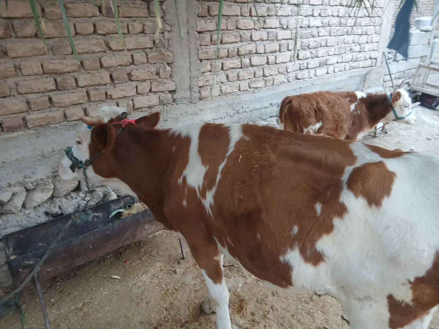 گاو وگوساله سیمیتال|حیوانات مزرعه|دره شهر, |دیوار