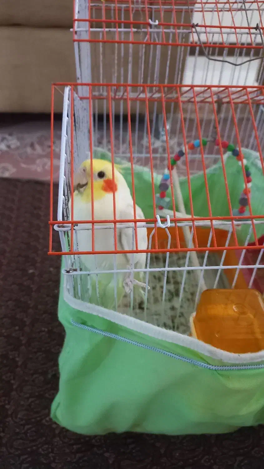 عروس هلندی به رنگ لتینو|پرنده|حمیدیا, |دیوار