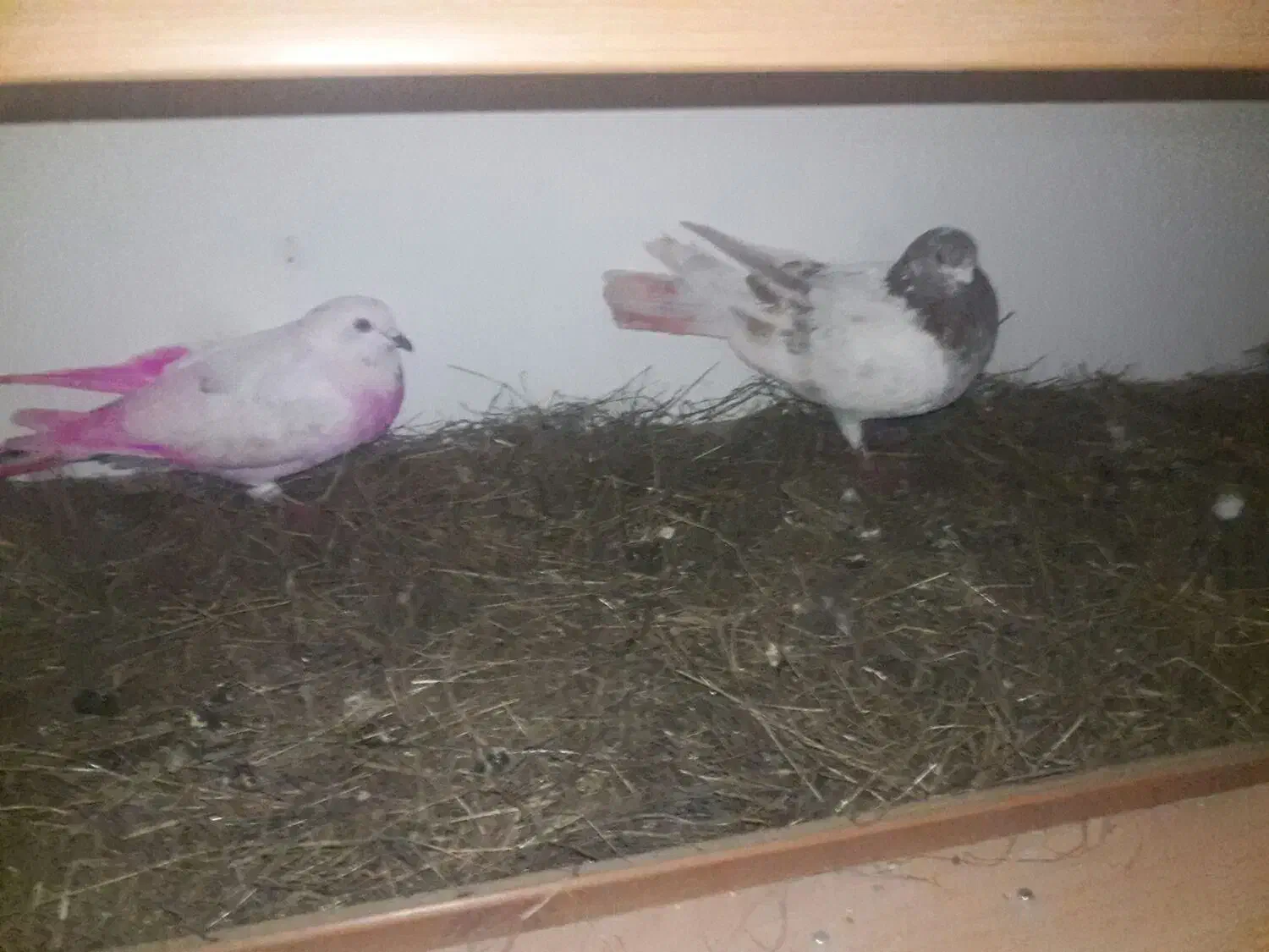 یک جفت طوقی نر وماده|پرنده|ویلکیج, |دیوار