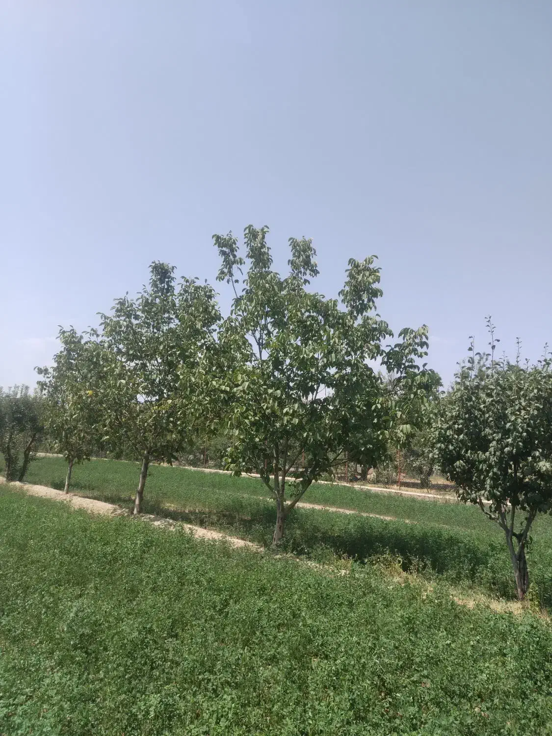 زمین باغی فنس کشی شده سند تک برگ|فروش زمین و ملک کلنگی|گلپایگان, |دیوار