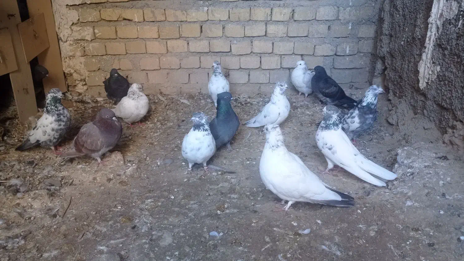 کبوتر تهرانی|پرنده|آبدانان, |دیوار