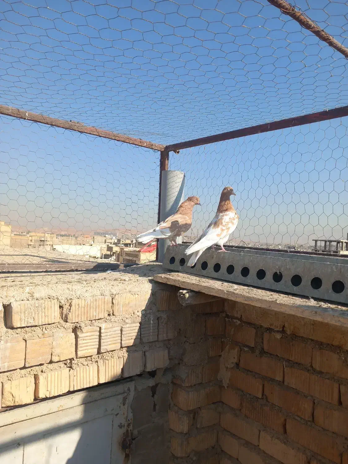 کبوتر کله زرد نر وماده|پرنده|شیراز, شهرک گلها|دیوار