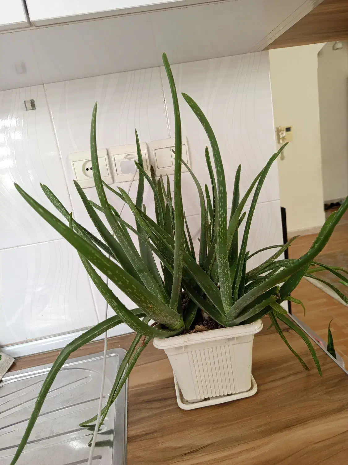 گل سانسوریا|گل و گیاه طبیعی|رباط‌کریم, مسکن مهر آبشناسان|دیوار