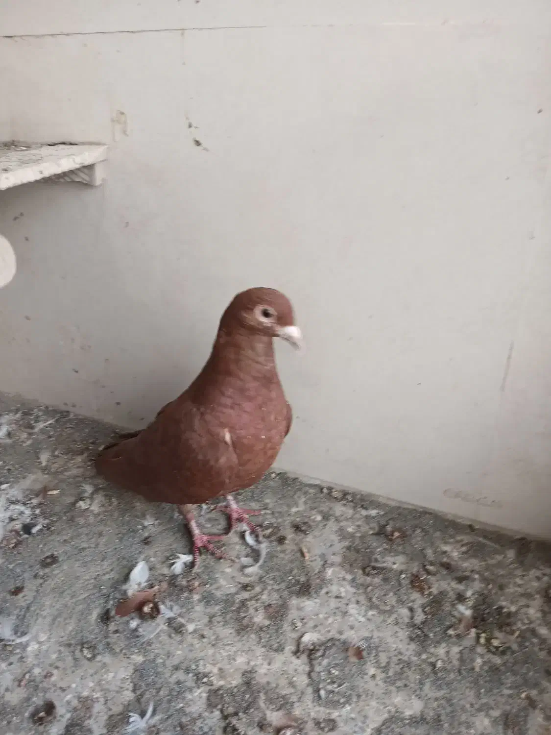 کفتر کبوتر|پرنده|تربت‌حیدریه, کوی شهید احمدزاده ملکی|دیوار