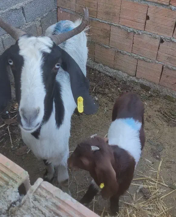 بز شیری مولد ابستن|حیوانات مزرعه|بهشهر, |دیوار