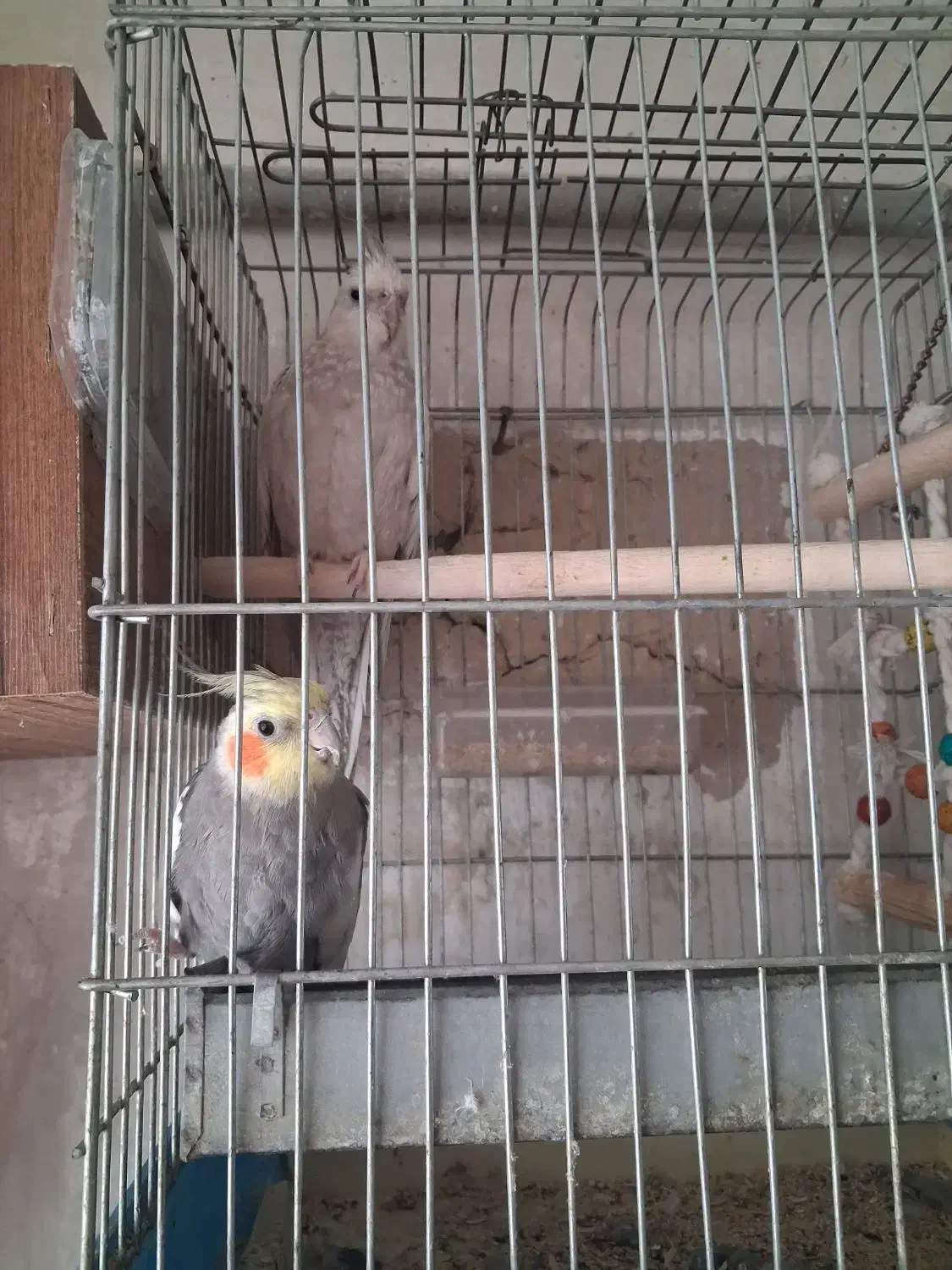 یک جفت عروس هلندی مولد|پرنده|اسلامشهر, شهرک توحید|دیوار