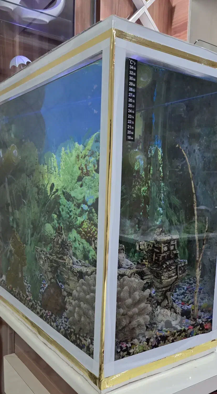 آکواریوم سالم و بزرگ|ماهی|رشت, دیلمان|دیوار