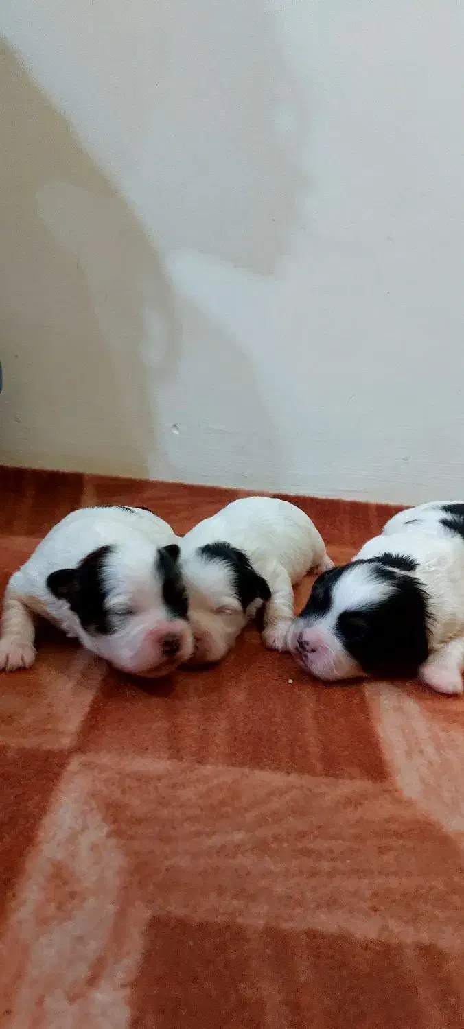 واگذاری طوله سگ|سگ|رشت, فلسطین|دیوار