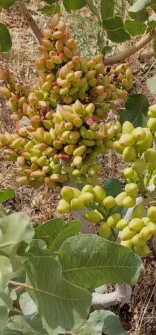 مشاوره تخصصی کاشت و برداشت پسته افزایش عملکرد باغ|خدمات باغبانی و درختکاری|قم, زنبیل آباد|دیوار