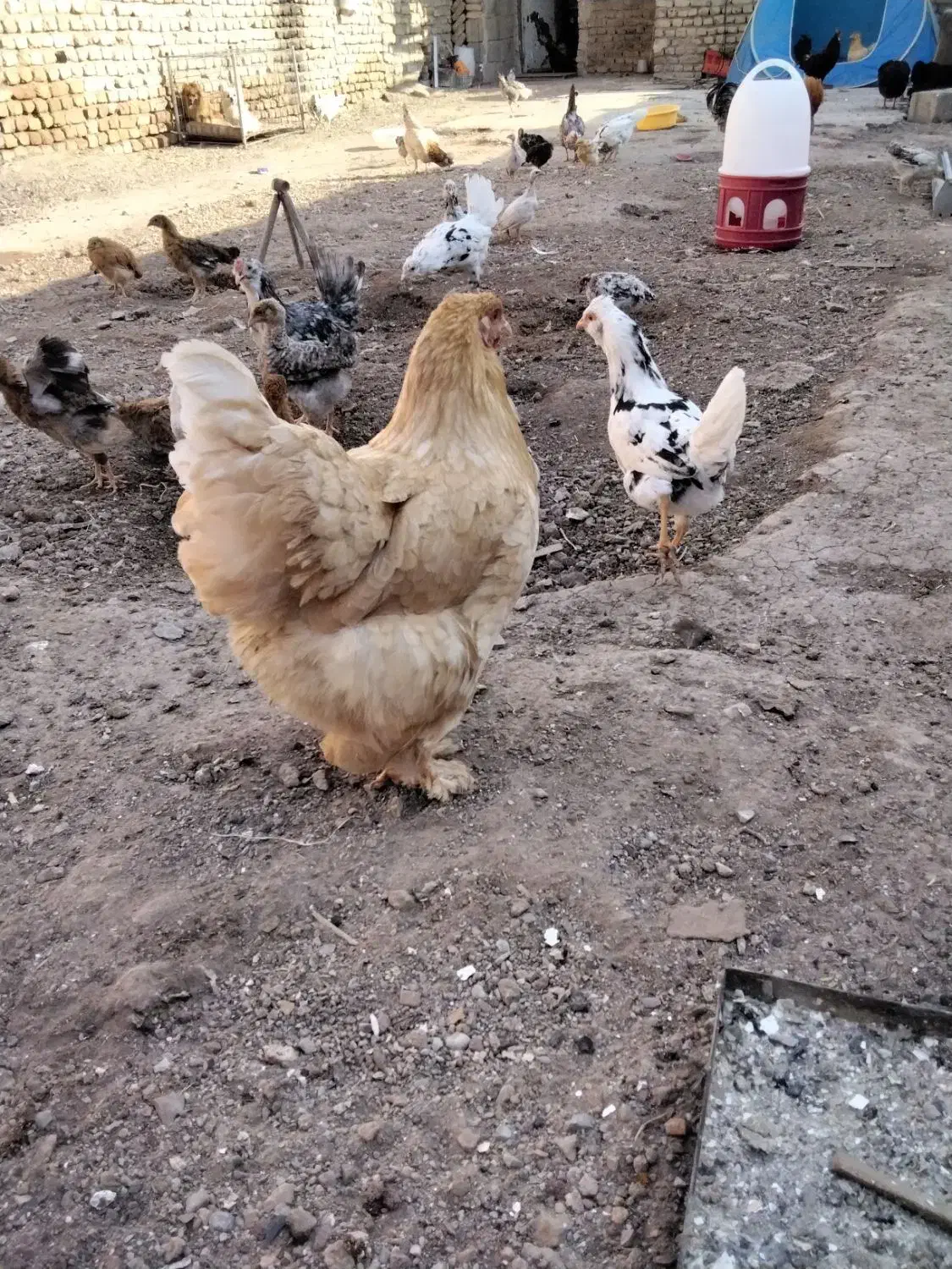 مرغو خروس برهما اصیل|حیوانات مزرعه|رباط‌کریم, رباط‌کریم|دیوار