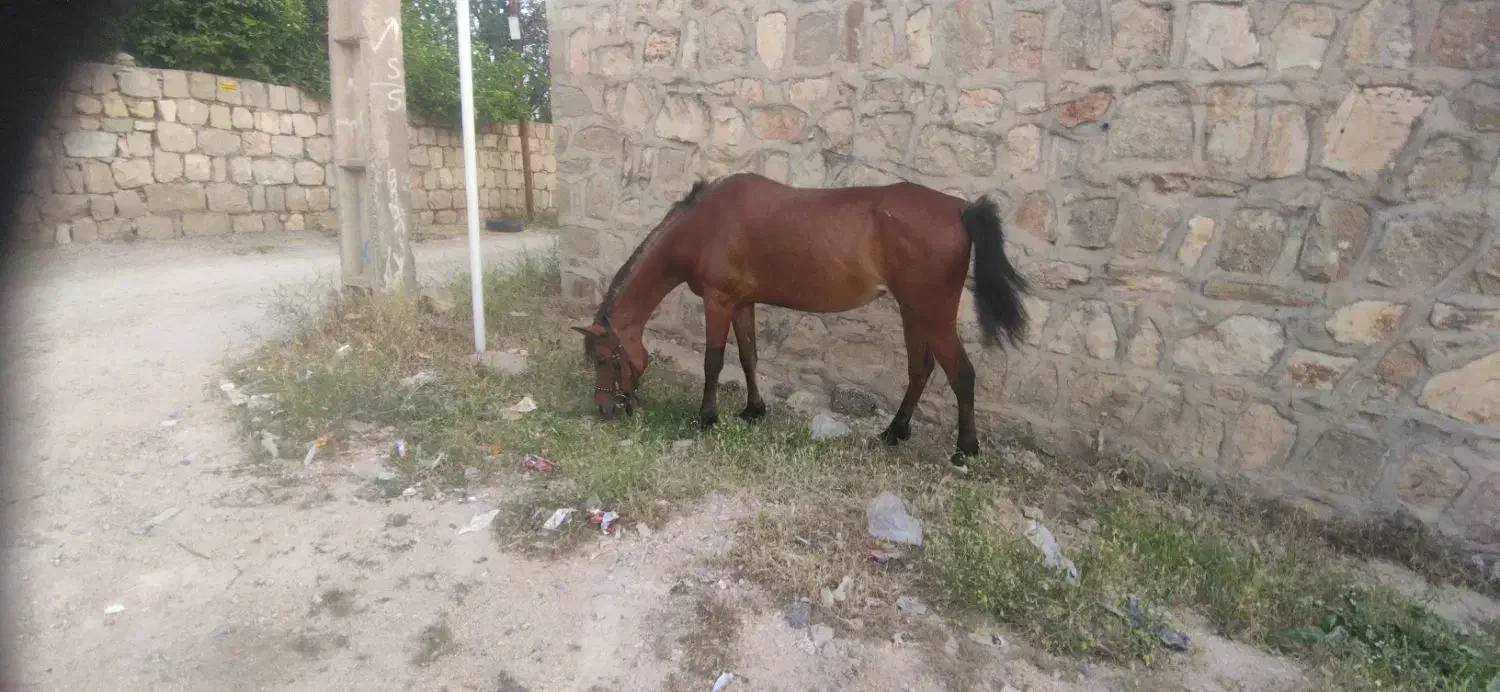 مادیون با کره برگه میکرو چیت دار یه سر|اسب و تجهیزات اسبسواری|شهرکرد, |دیوار