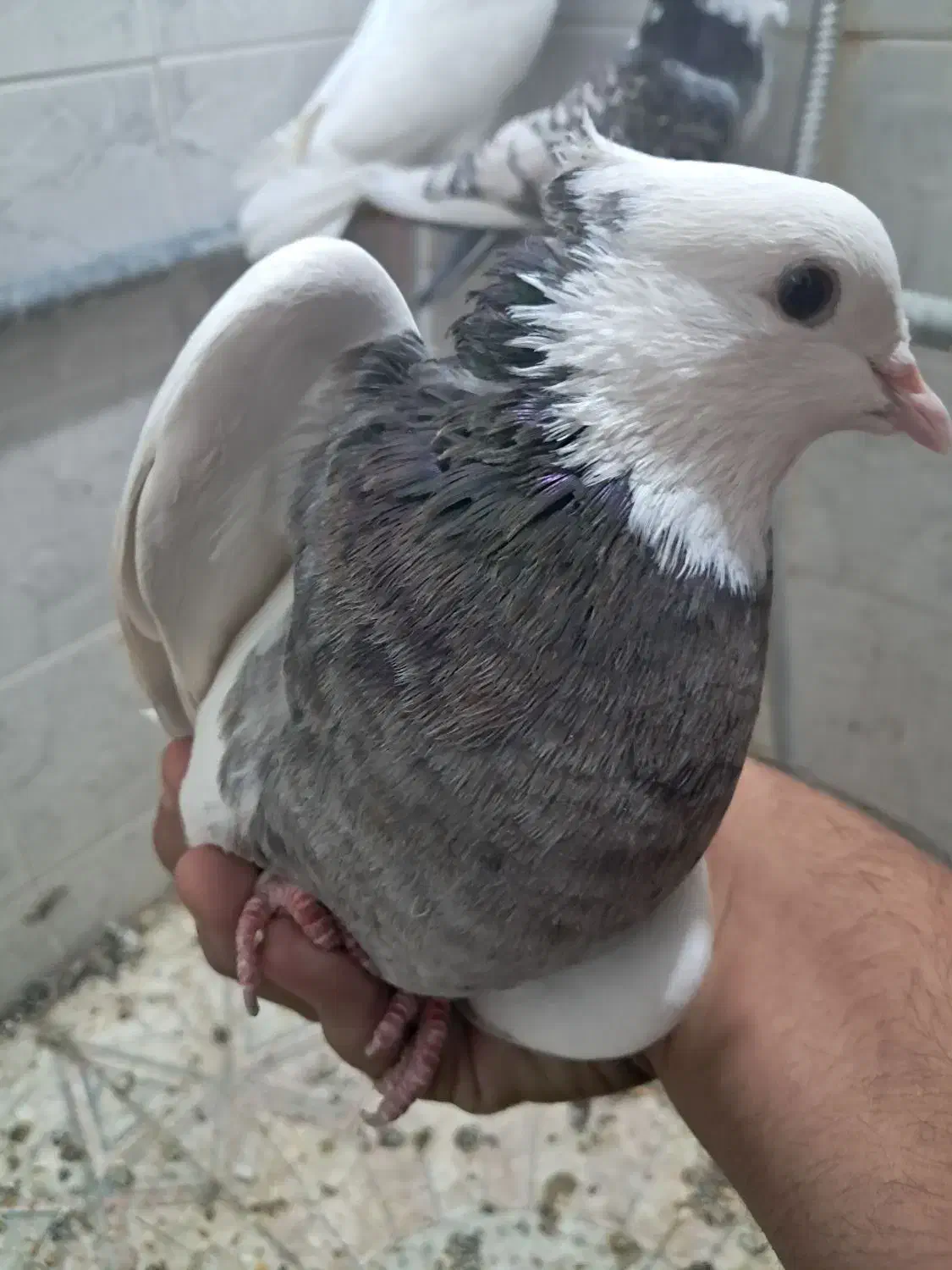 کفتر|پرنده|شیراز, لب آب|دیوار