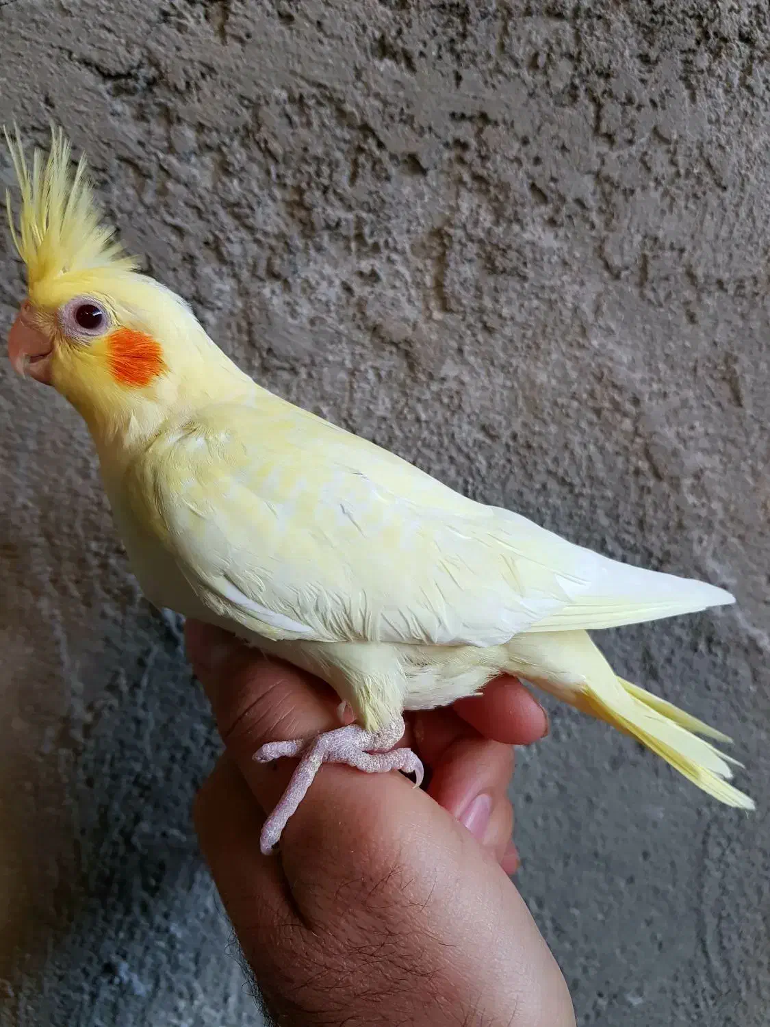 جوجه عروس هلندی لوتینو|پرنده|اسفرورین, |دیوار