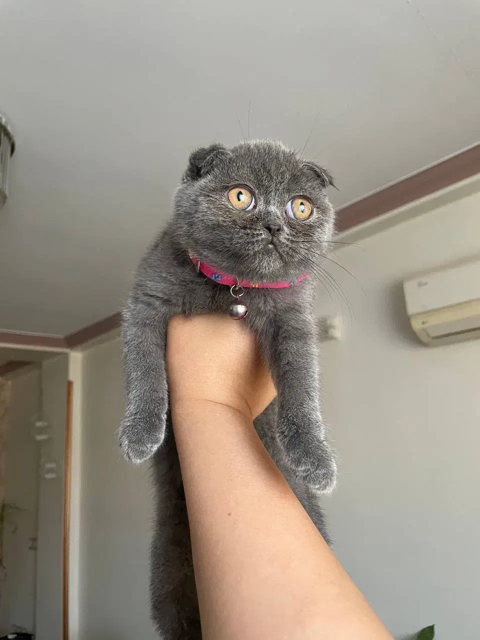 توله اسکاتیش بلو فولد ماده|گربه|آمل, |دیوار