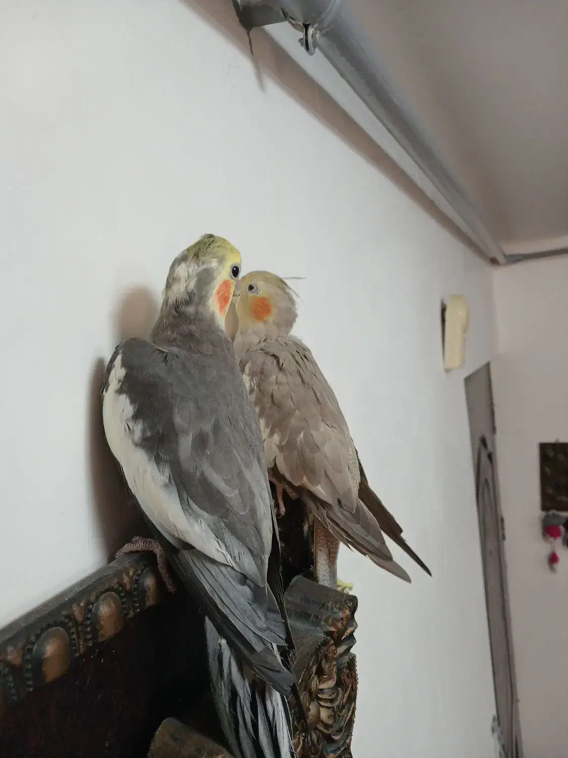 عروس جفت|پرنده|رشت, یخسازی|دیوار