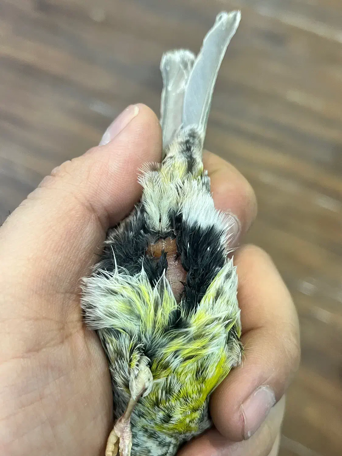 قناری لیزارد ماده آماده پس کوزه|پرنده|تهران, صادقیه|دیوار