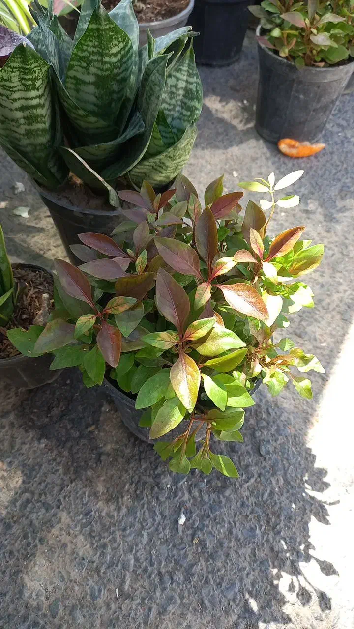 فروش خانگی گل طبیعی|گل و گیاه طبیعی|سربیشه, |دیوار